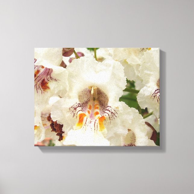 Indian Bean Tree Flowers Canvas Print (Front)