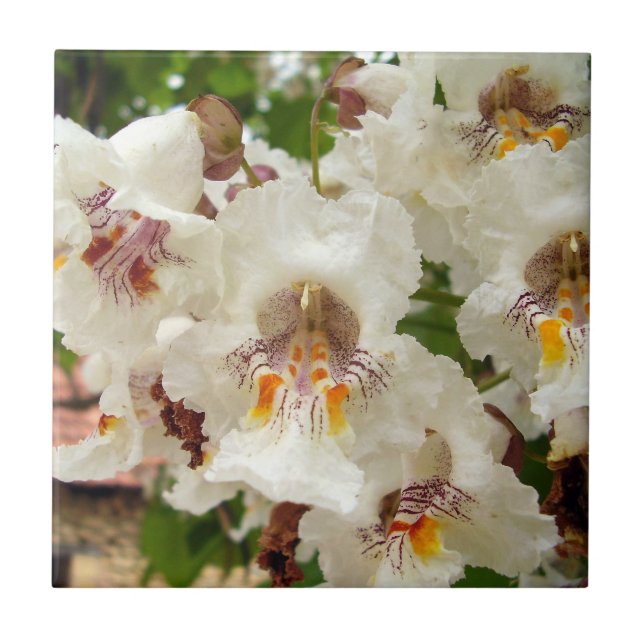 Indian Bean Tree Flowers Ceramic Photo Tile (Front)