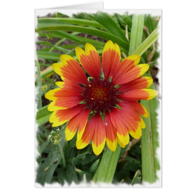 Indian Blanket Flower (Front)