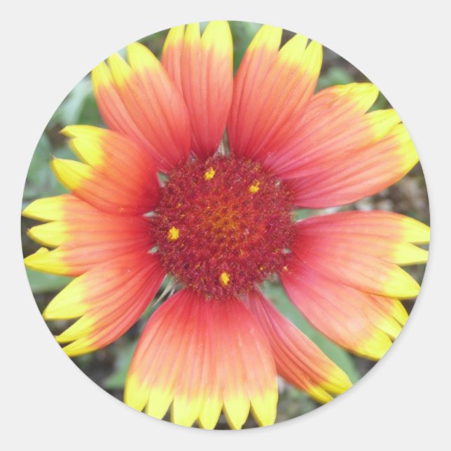 Indian Blanket Flower Classic Round Sticker (Front)