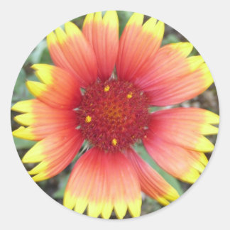 Indian Blanket Flower Classic Round Sticker