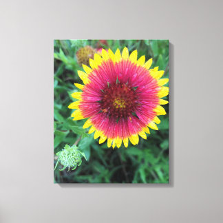 Indian Blanket Flower Texas Wildflower Canvas Print
