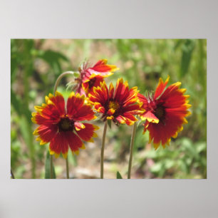 Indian Blanket Wildflowers Poster