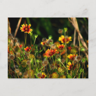 Indian Blankets Postcard