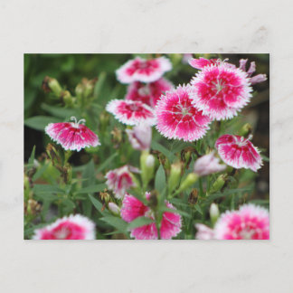 Indian Blankets POSTCARD