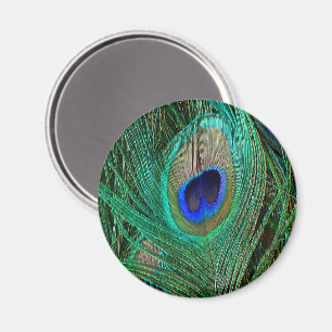Indian Blue Peacock Feather Magnet