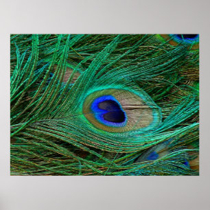 Indian Blue Peacock Feather Poster Print