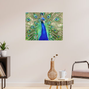 Indian Blue Peacock Poster
