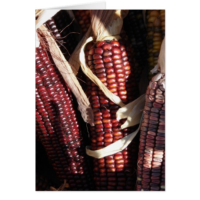 Indian Corn, Thanksgiving (Front)