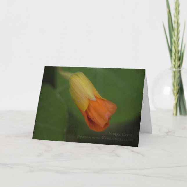Indian Cress Greeting Card (Front)