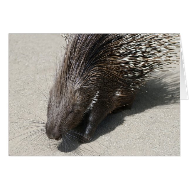 Indian Crested Porcupine (Front Horizontal)