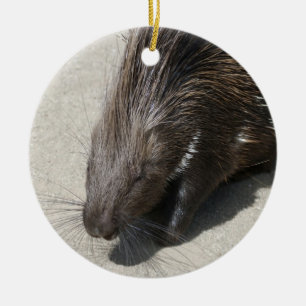 Indian Crested Porcupine Ceramic Ornament