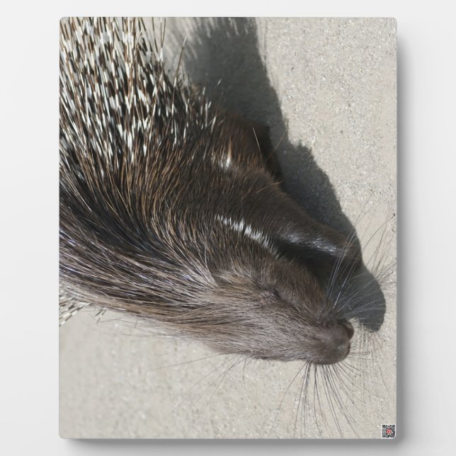 Indian Crested Porcupine Plaque (Front)
