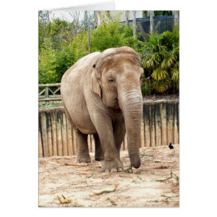 Indian elephant animal card