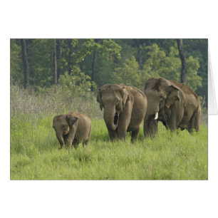 Indian Elephant Family