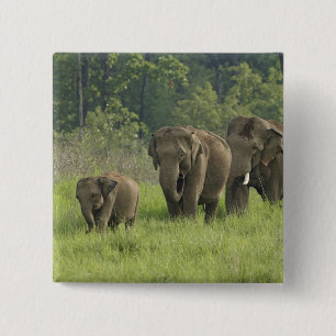 Indian Elephant Family 2 Inch Square Button