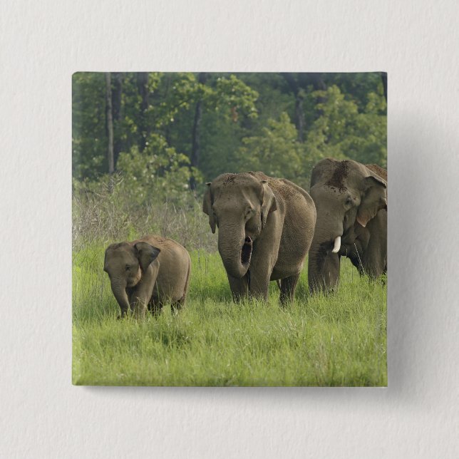 Indian Elephant Family 2 Inch Square Button (Front)