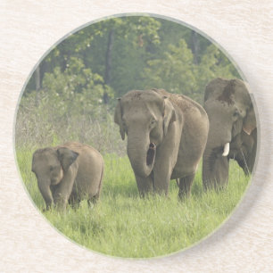 Indian Elephant Family Coaster