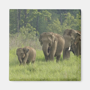 Indian Elephant Family Magnet