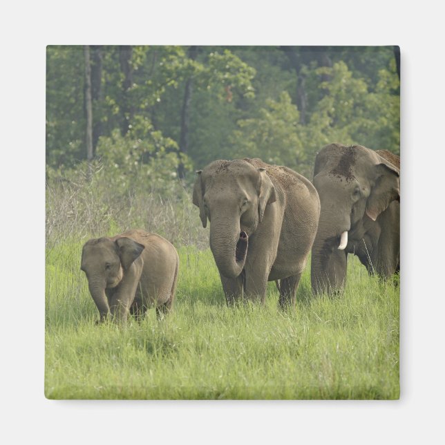 Indian Elephant Family Magnet (Front)