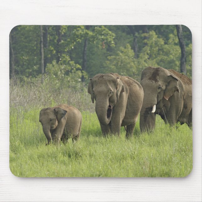 Indian Elephant Family Mouse Pad (Front)
