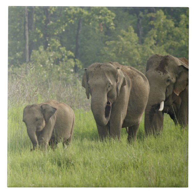 Indian Elephant Family Tile (Front)