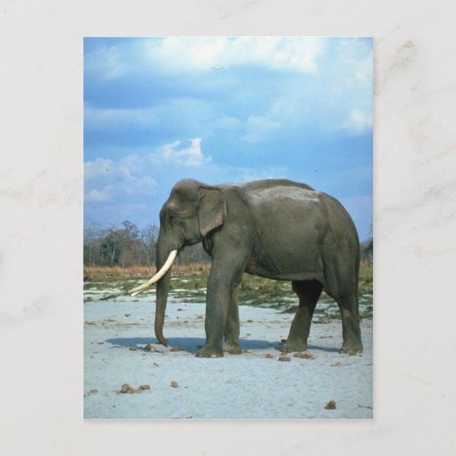 Indian Elephant-huge bull Postcard (Front)
