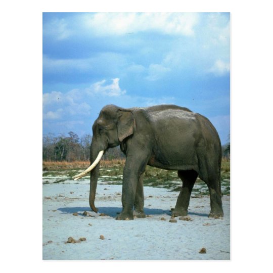 Indian Elephant-huge bull Postcard