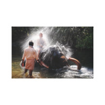 Indian elephant playing stretched canvas prints