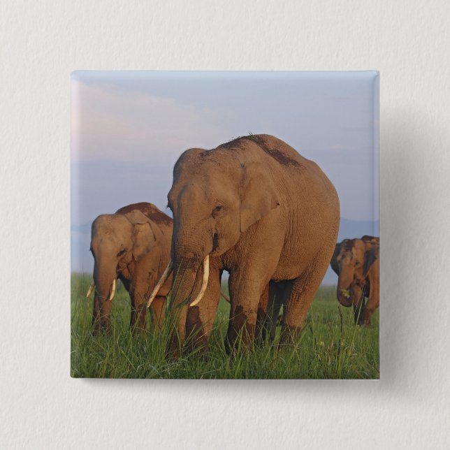 Indian Elephants in the Grassland 2 Inch Square Button (Front)