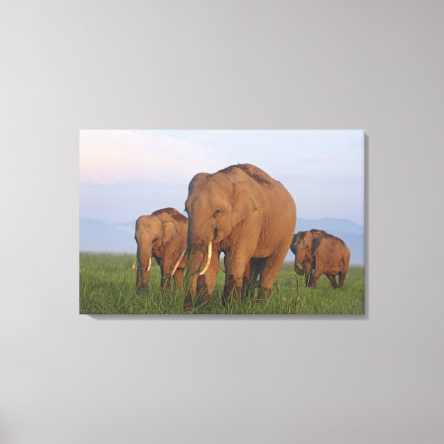 Indian Elephants in the Grassland Canvas Print (Front)