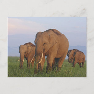 Indian Elephants in the grassland,Corbett Postcard