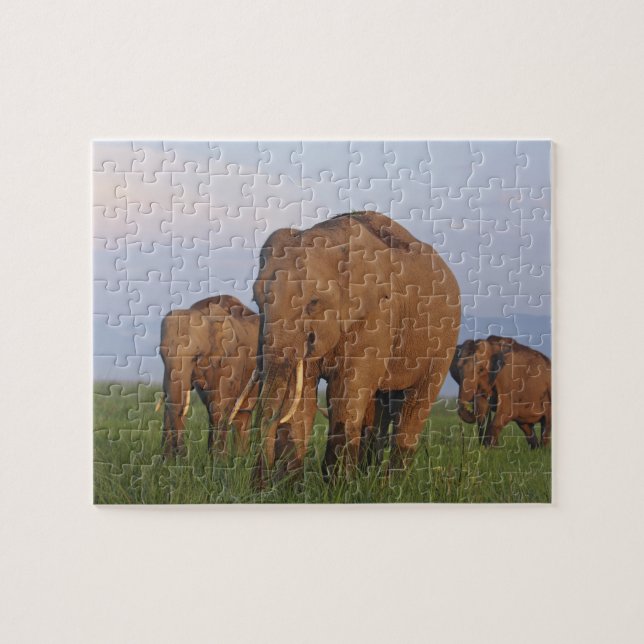Indian Elephants in the Grassland Jigsaw Puzzle (Horizontal)