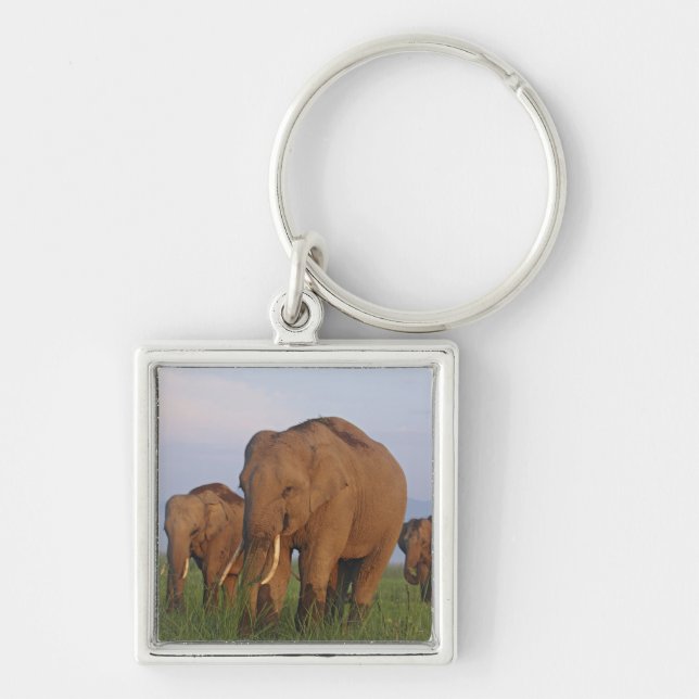 Indian Elephants in the Grassland Keychain (Front)