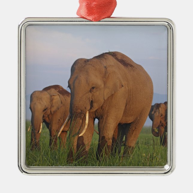 Indian Elephants in the Grassland Metal Ornament (Front)