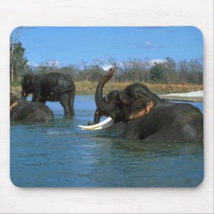 Indian Elephants lying down, bathing Mouse Pad