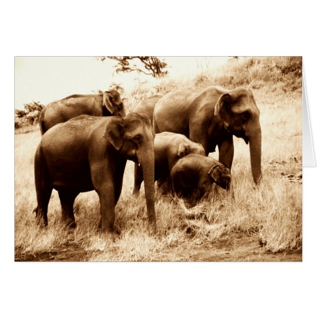 Indian elephants sepia (Front Horizontal)