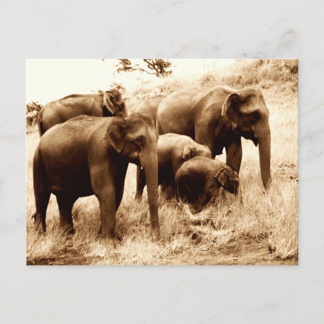 Indian elephants sepia postcard (Front)