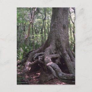 Indian Forest Artifact Custom Louisiana Postcard