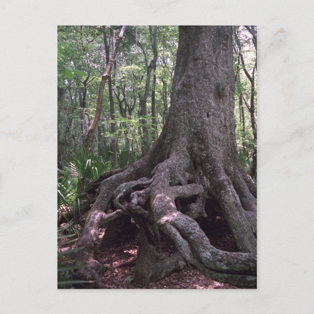 Indian Forest Artifact Custom Louisiana Postcard (Front)
