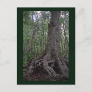 Indian Forest Artifact Custom Louisiana Postcard