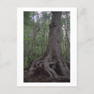 Indian Forest Artifact Custom Louisiana Postcard