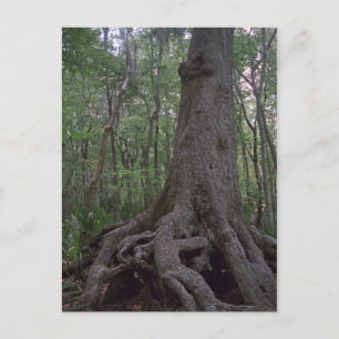 Indian Forest Artifact Custom Louisiana Postcards