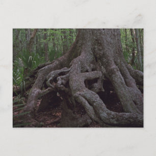 Indian Forest Artifact Custom Louisiana Postcards
