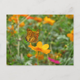 Indian Fritillary butterfly & cosmos flowers Postcard