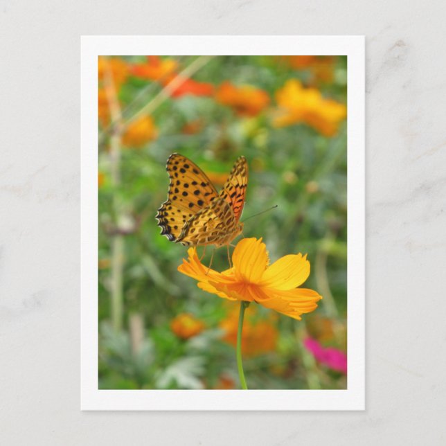 Indian Fritillary butterfly & cosmos flowers Postcard (Front)