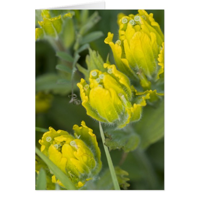 Indian Golden Paintbrush Castilleja (Front)