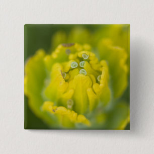 Indian Golden Paintbrush Castilleja 2 Inch Square Button