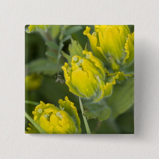 Indian Golden Paintbrush Castilleja 2 Inch Square Button (Front)