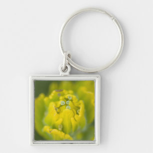 Indian Golden Paintbrush Castilleja 2 Keychain
